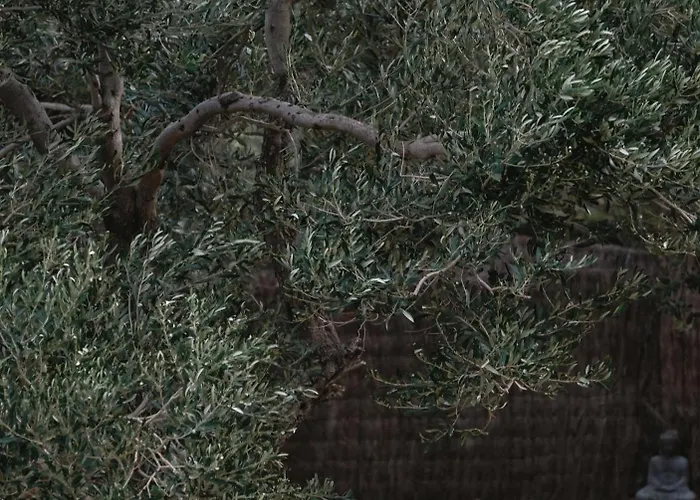 מלון Casa Nereta קדאקז